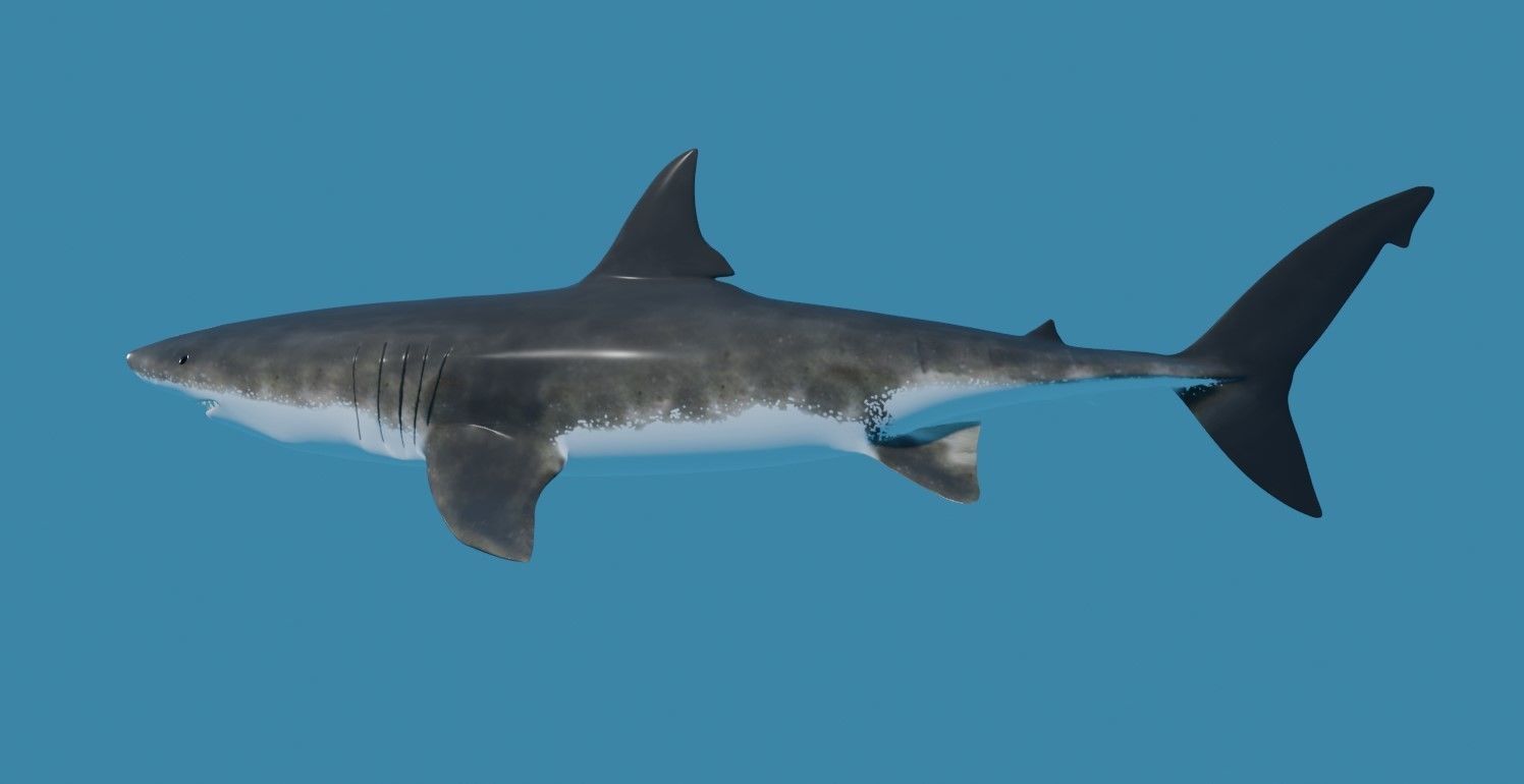 Shark - Tubarao Low-poly 3D model_13