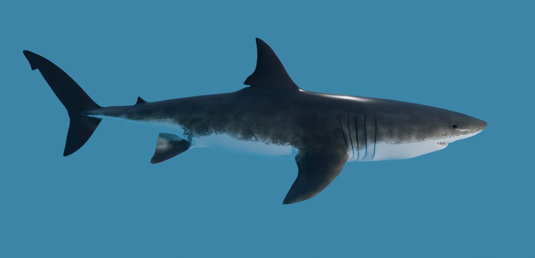 Shark - Tubarao Low-poly 3D model_8