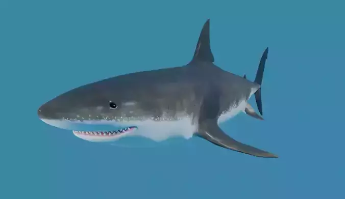 Shark - Tubarao Low-poly 3D model
