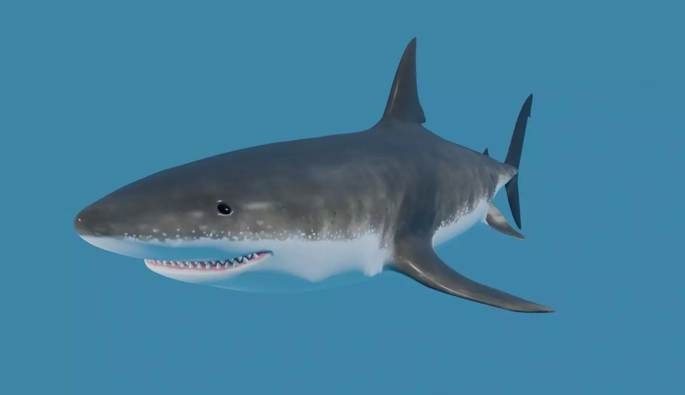 Shark - Tubarao Low-poly 3D model_0