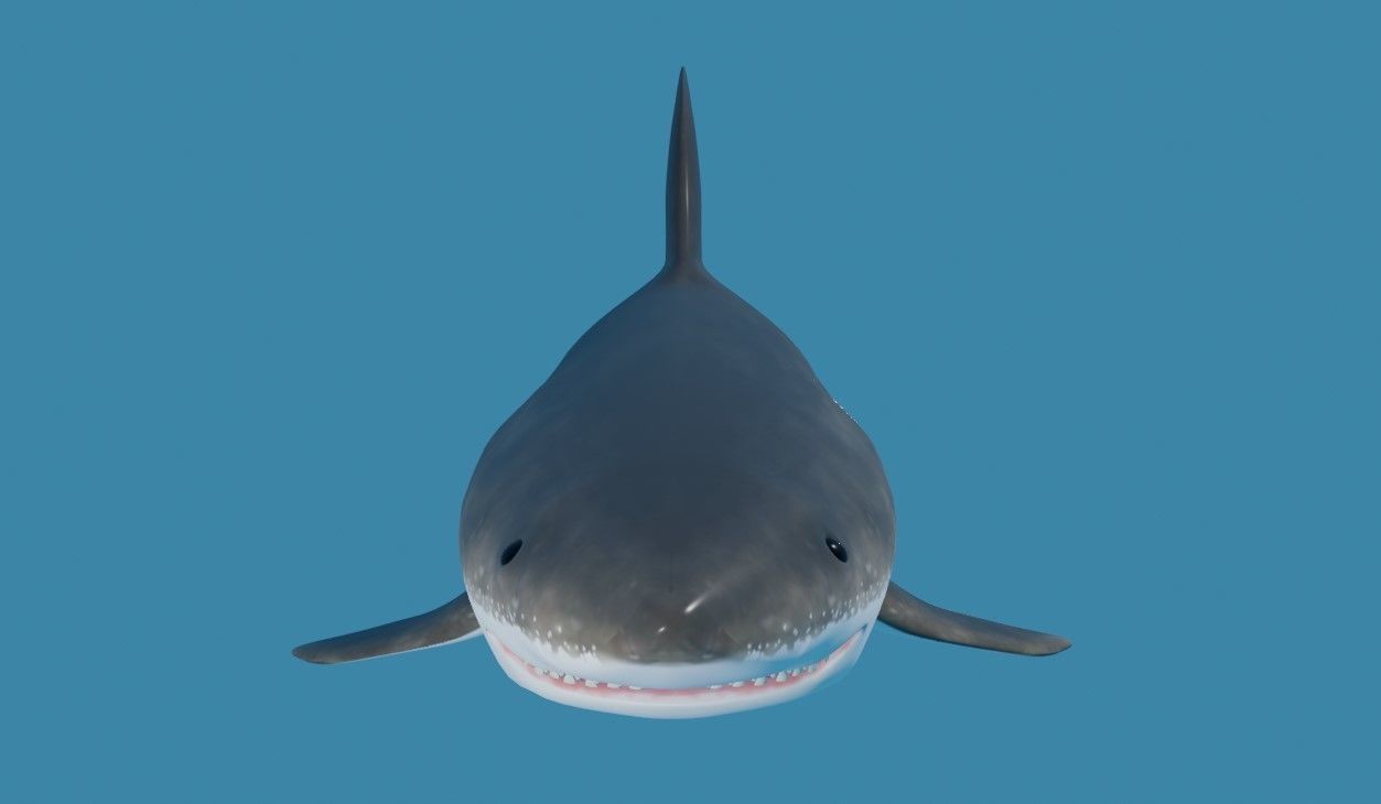 Shark - Tubarao Low-poly 3D model_5