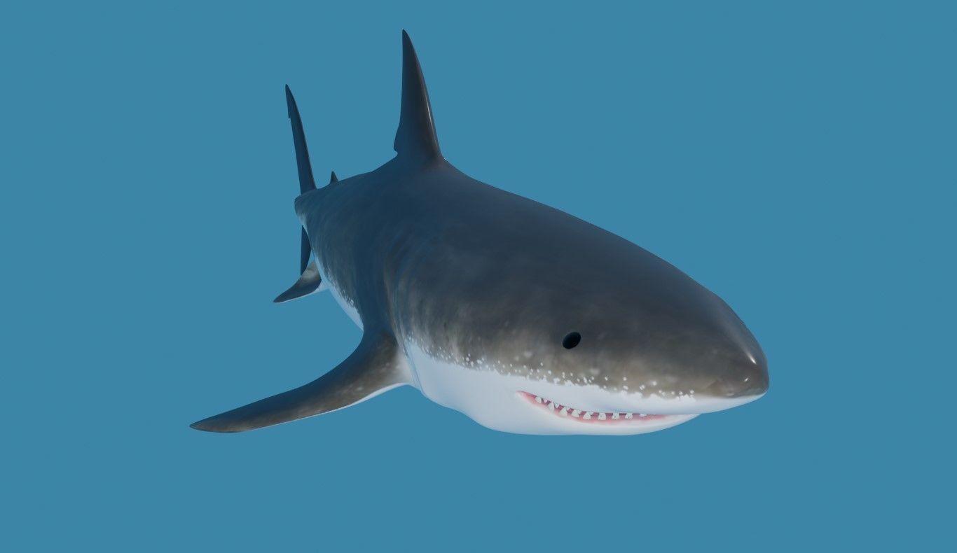 Shark - Tubarao Low-poly 3D model_6