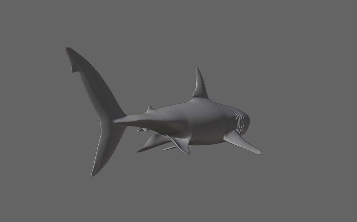 Shark - Tubarao Low-poly 3D model_21