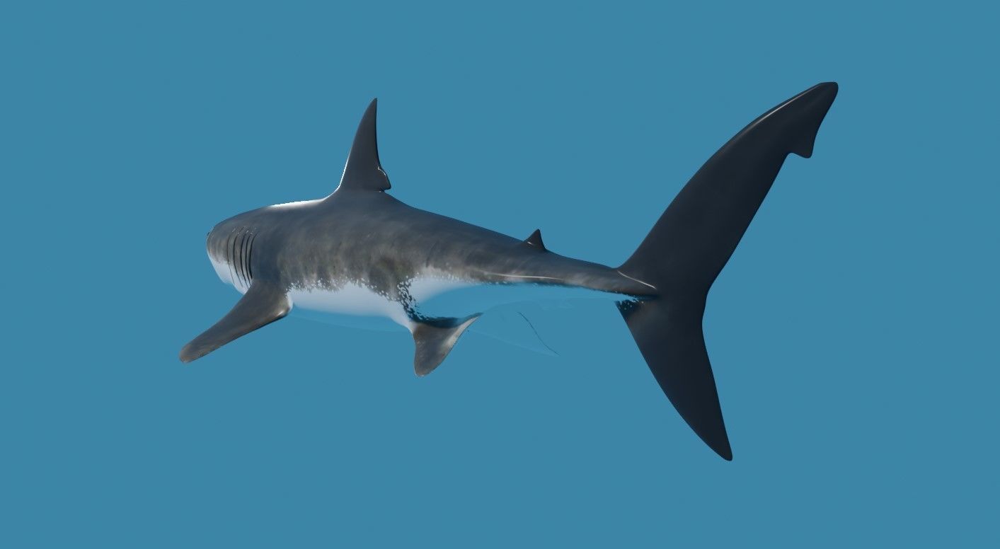 Shark - Tubarao Low-poly 3D model_12