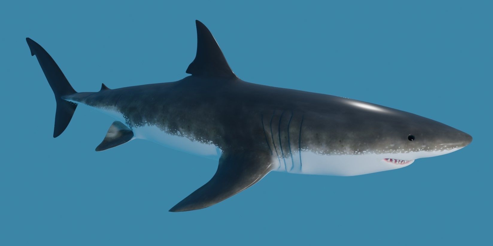 Shark - Tubarao Low-poly 3D model_7