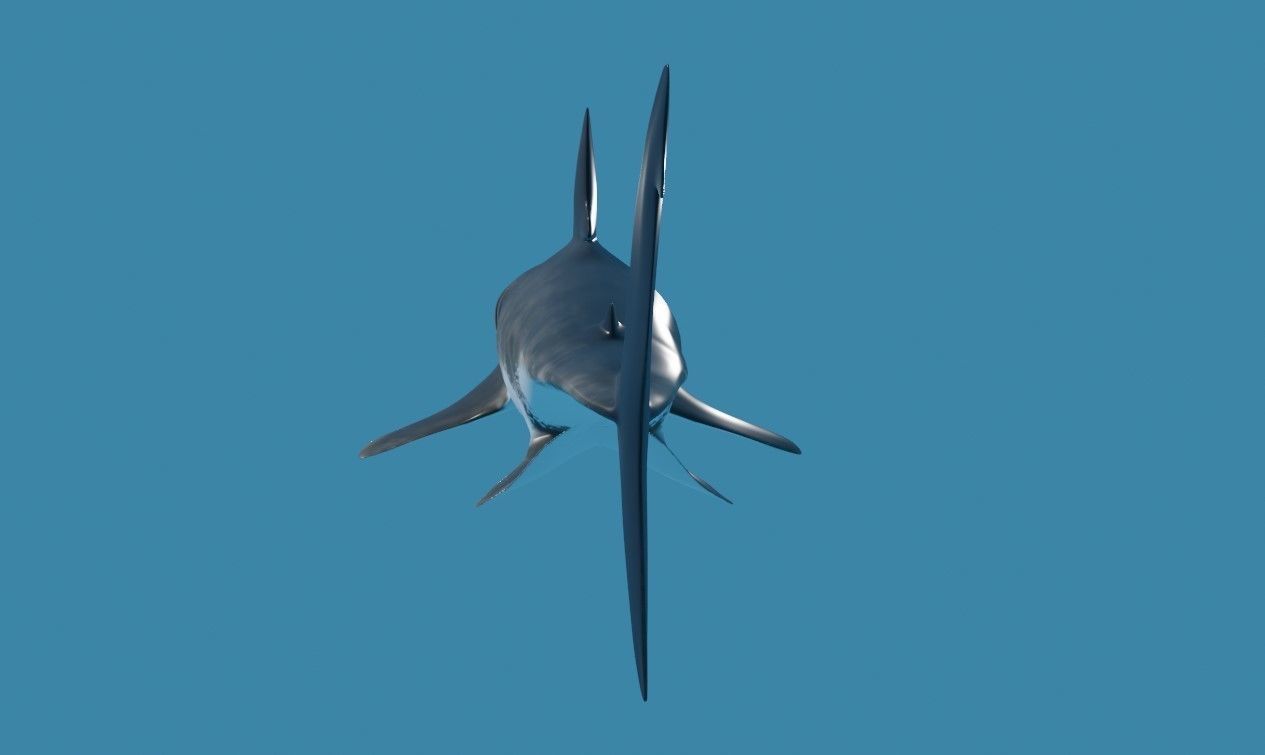 Shark - Tubarao Low-poly 3D model_11