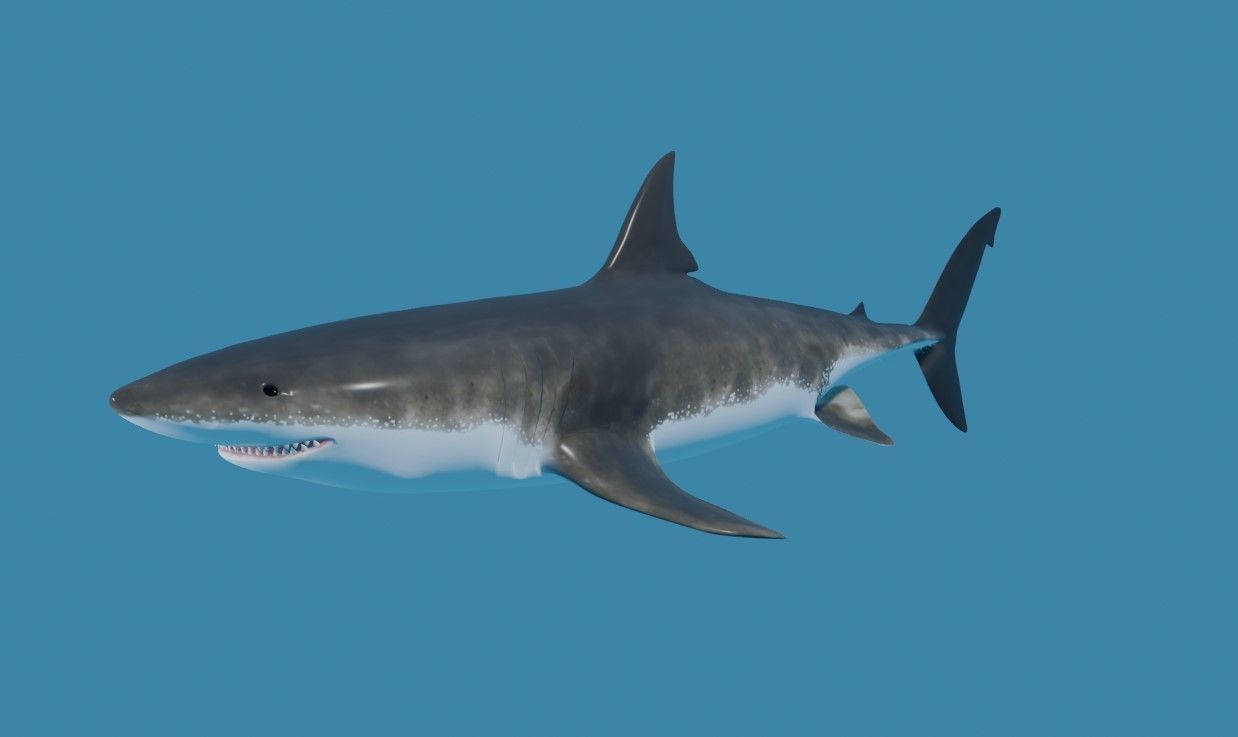 Shark - Tubarao Low-poly 3D model_14