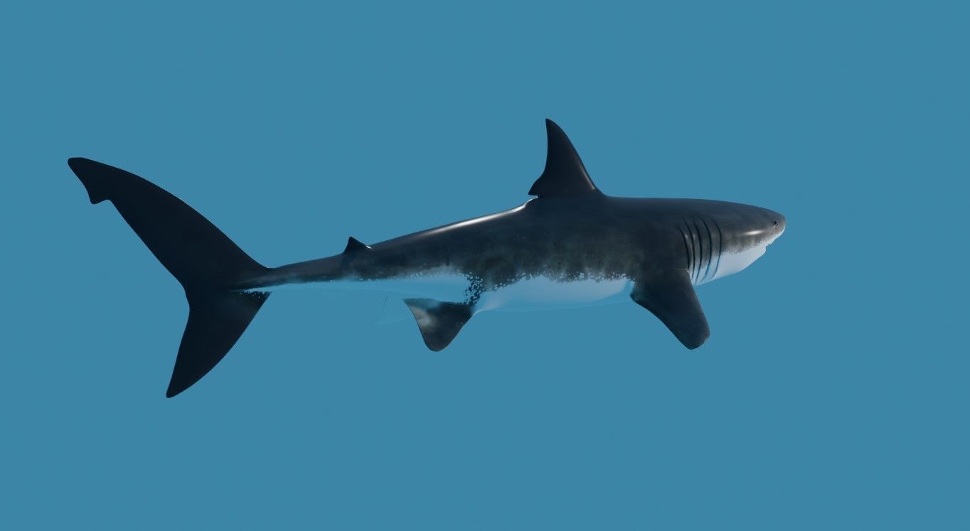 Shark - Tubarao Low-poly 3D model_9