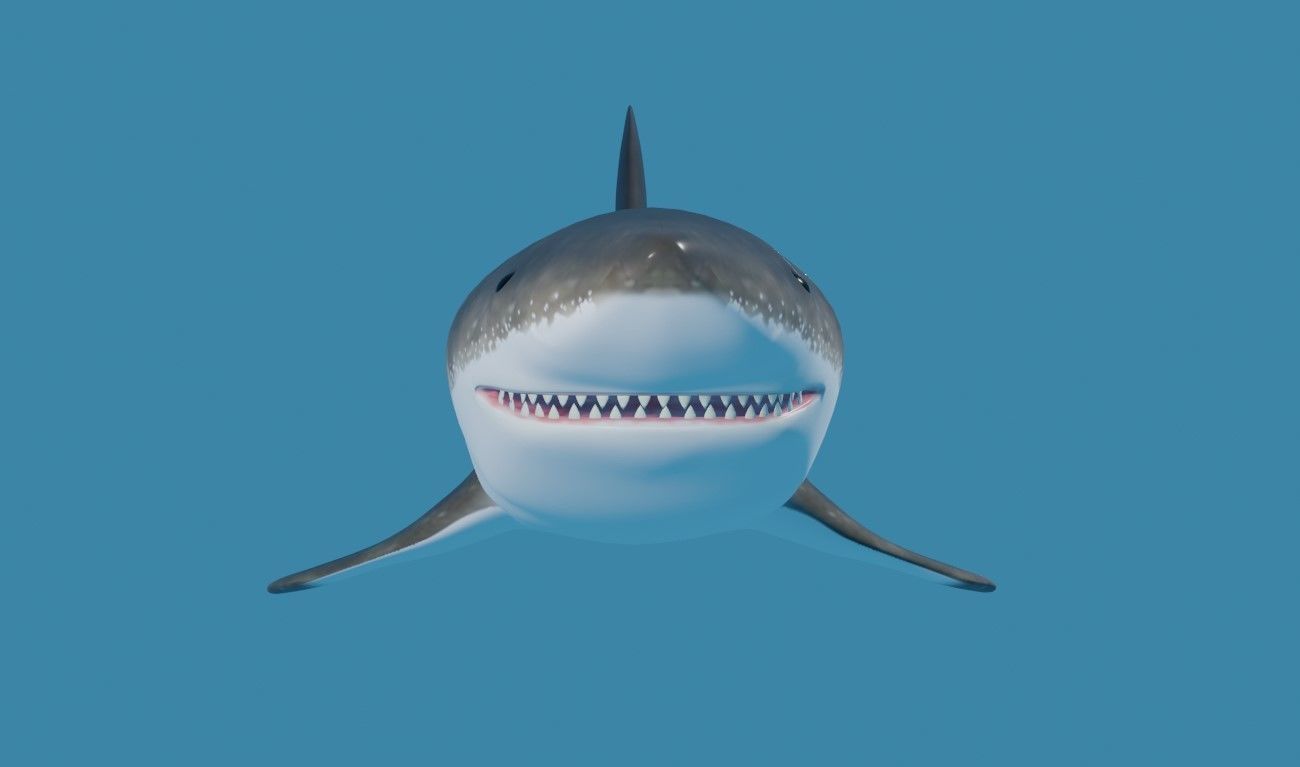 Shark - Tubarao Low-poly 3D model_2