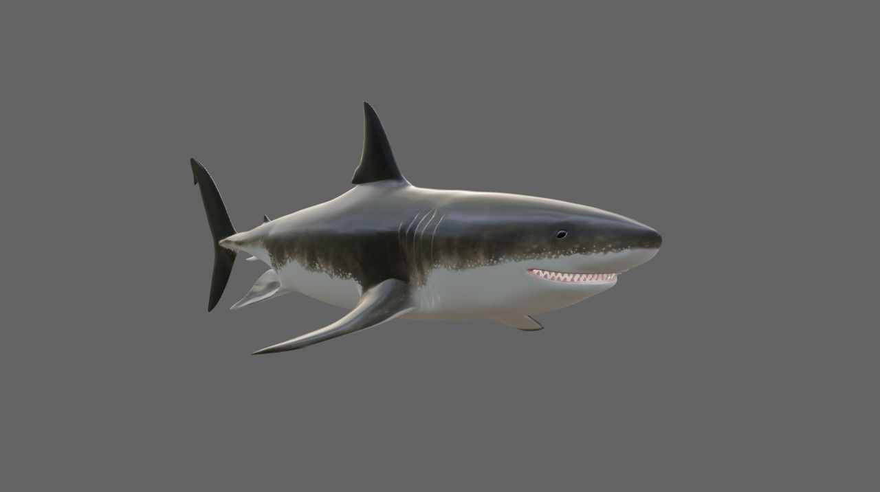 Shark - Tubarao Low-poly 3D model_17