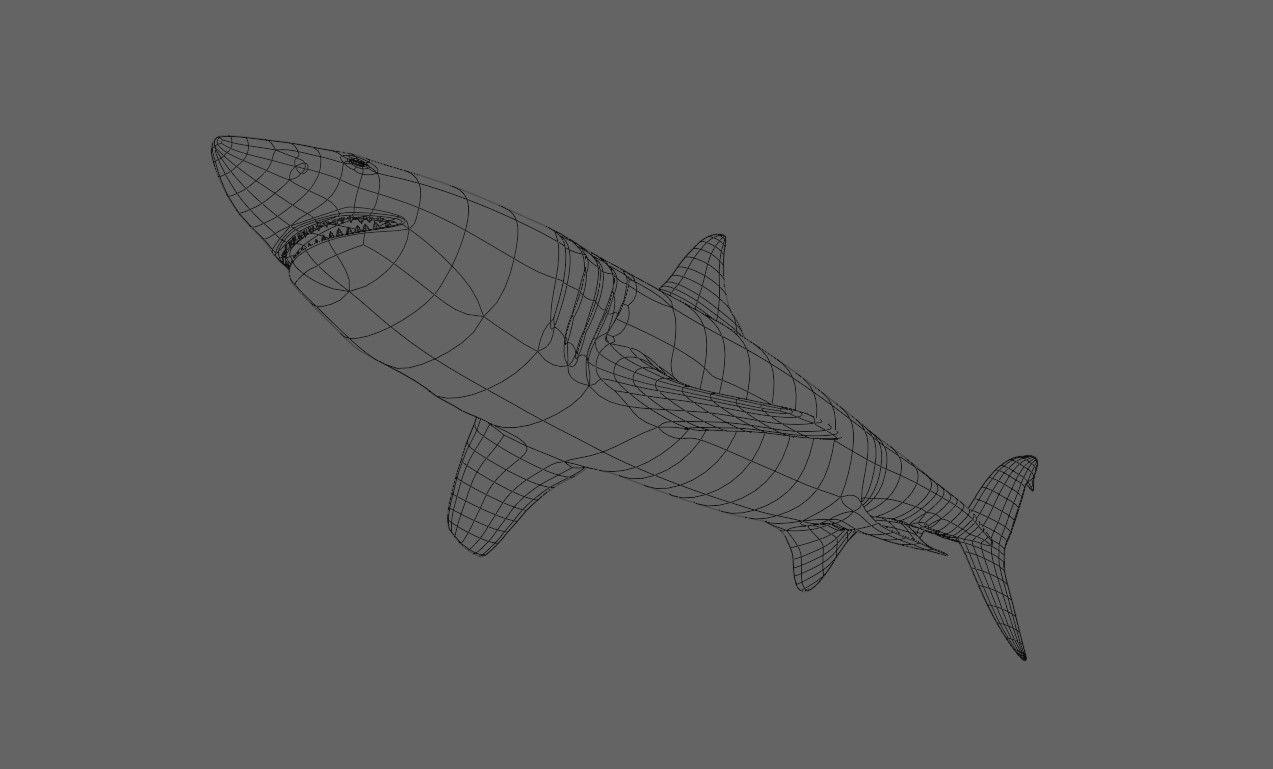 Shark - Tubarao Low-poly 3D model_23