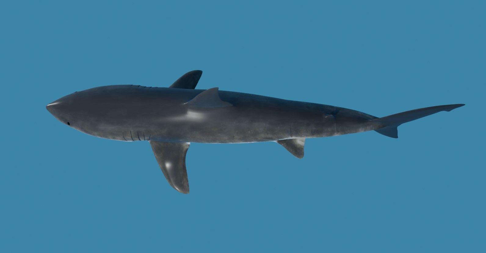 Shark - Tubarao Low-poly 3D model_15