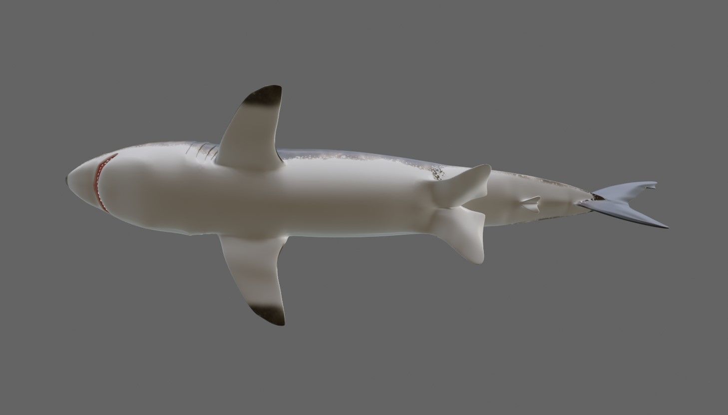 Shark - Tubarao Low-poly 3D model_4