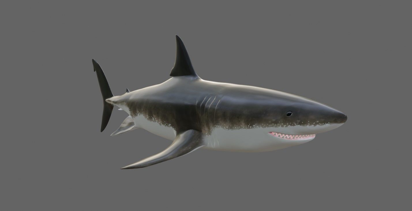 Shark - Tubarao Low-poly 3D model_18