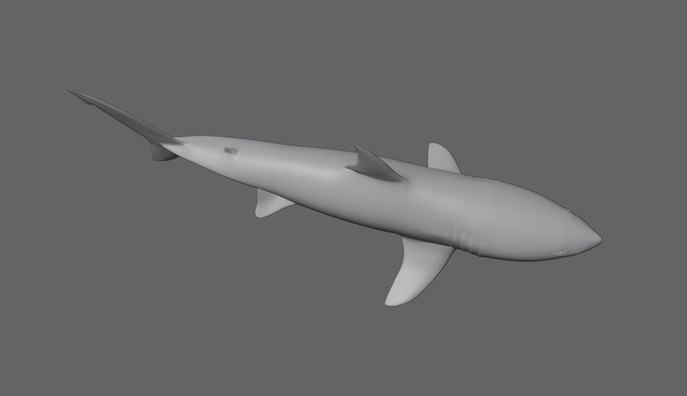 Shark - Tubarao Low-poly 3D model_20