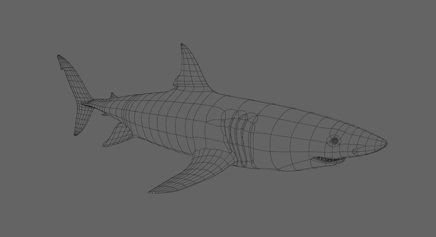 Shark - Tubarao Low-poly 3D model_22