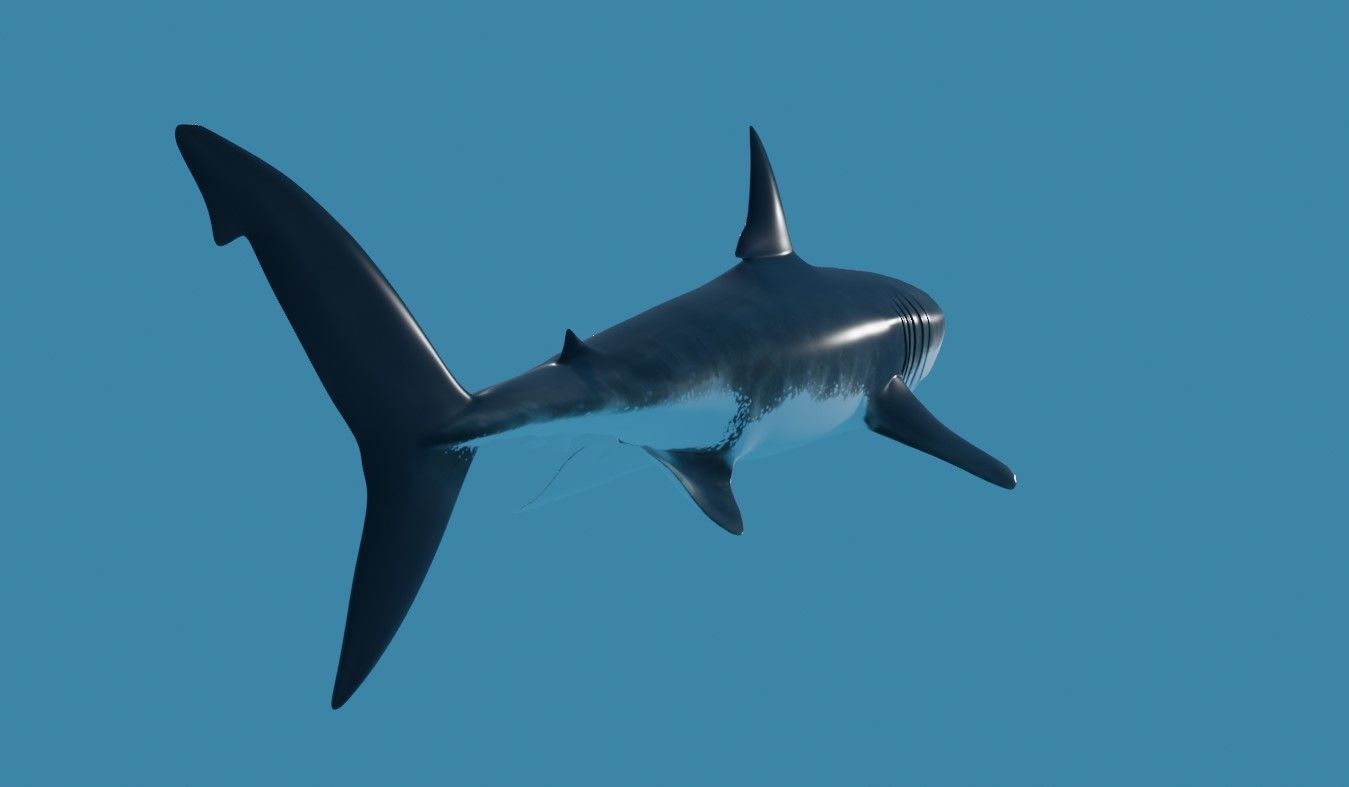 Shark - Tubarao Low-poly 3D model_10