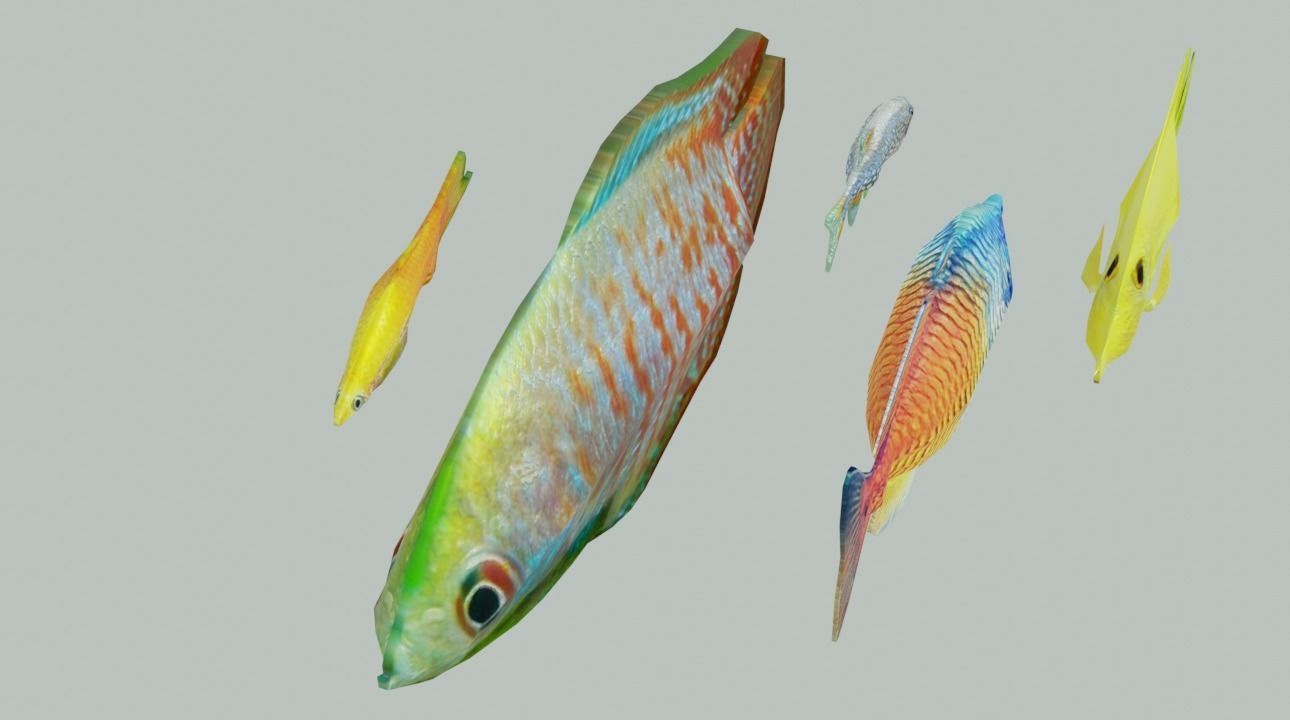 3D Fish model-Set of 5-Materials included Low-poly 3D model_13