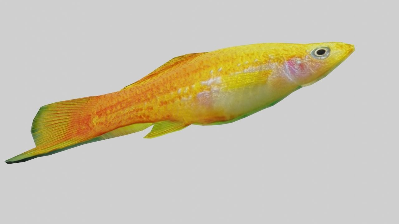 3D Fish model-Set of 5-Materials included Low-poly 3D model_7