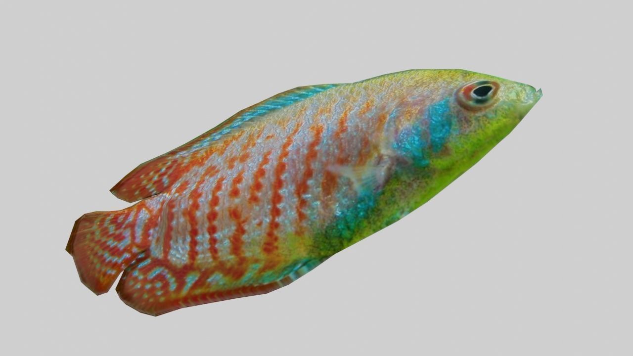 3D Fish model-Set of 5-Materials included Low-poly 3D model_9