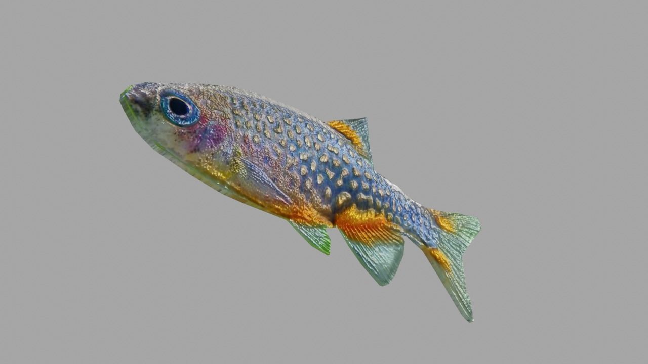 3D Fish model-Set of 5-Materials included Low-poly 3D model_11