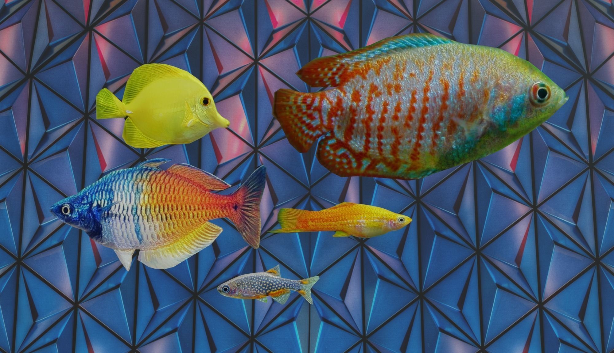 3D Fish model-Set of 5-Materials included Low-poly 3D model_2