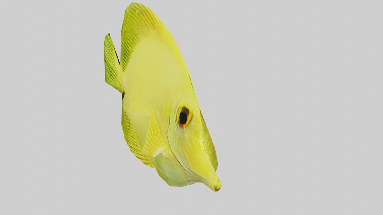 3D Fish model-Set of 5-Materials included Low-poly 3D model_5