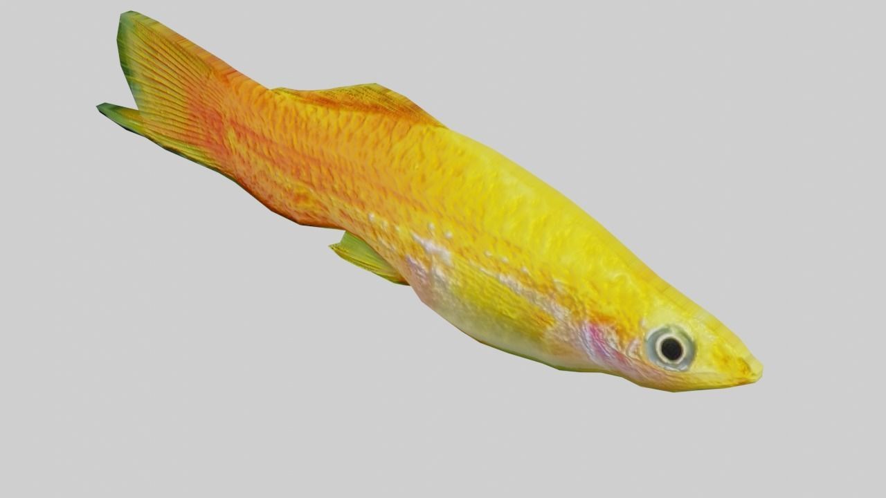 3D Fish model-Set of 5-Materials included Low-poly 3D model_8