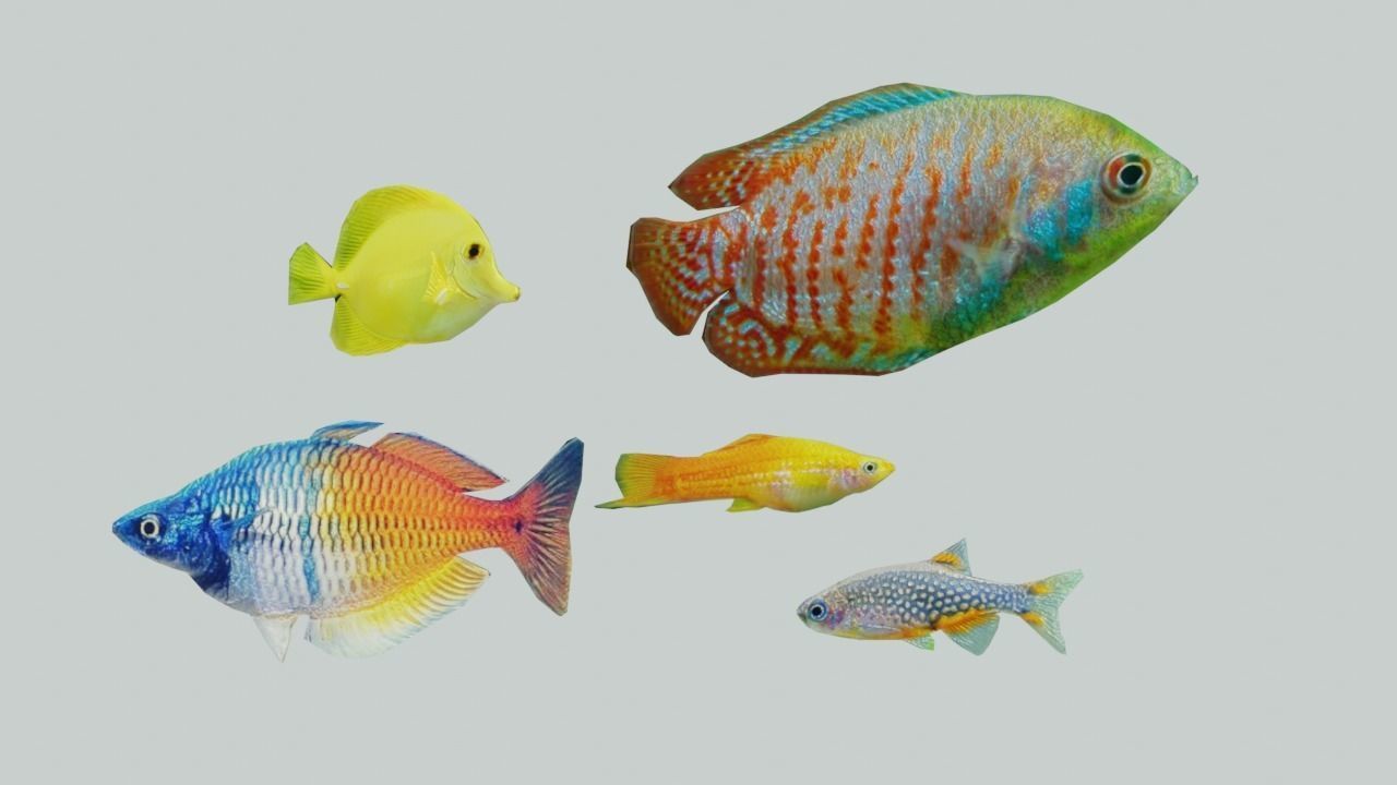 3D Fish model-Set of 5-Materials included Low-poly 3D model_1