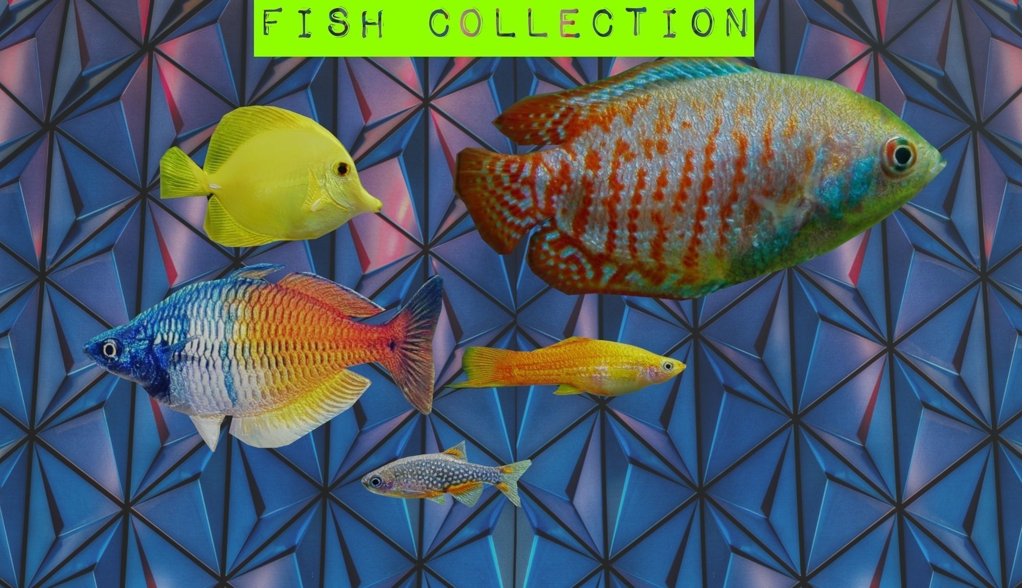 3D Fish model-Set of 5-Materials included Low-poly 3D model_3