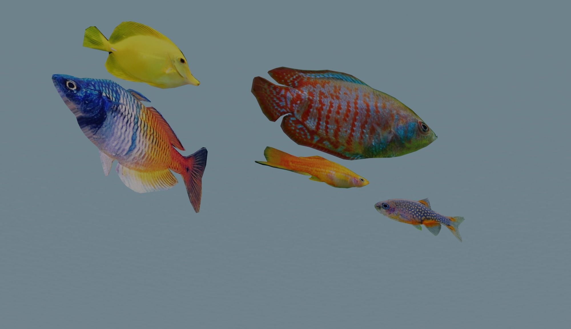3D Fish model-Set of 5-Materials included Low-poly 3D model_17