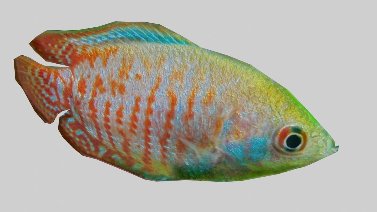 3D Fish model-Set of 5-Materials included Low-poly 3D model_10