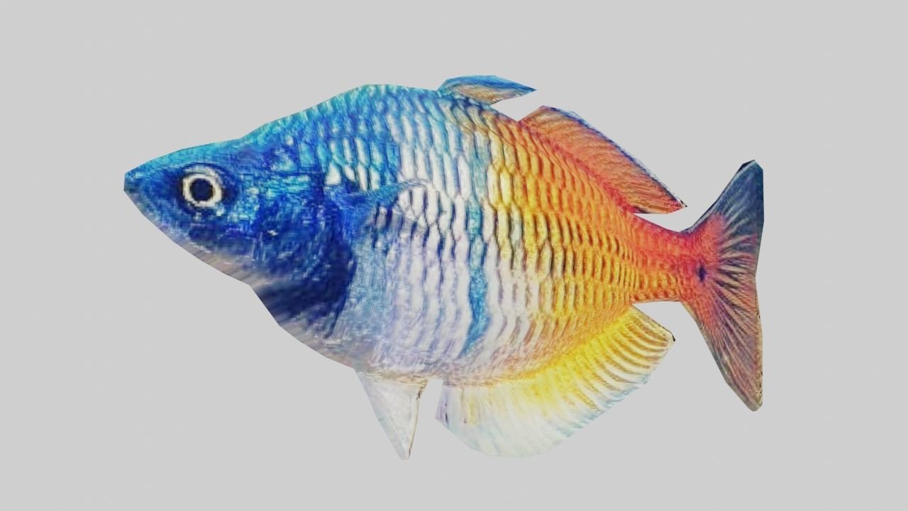 3D Fish model-Set of 5-Materials included Low-poly 3D model_16