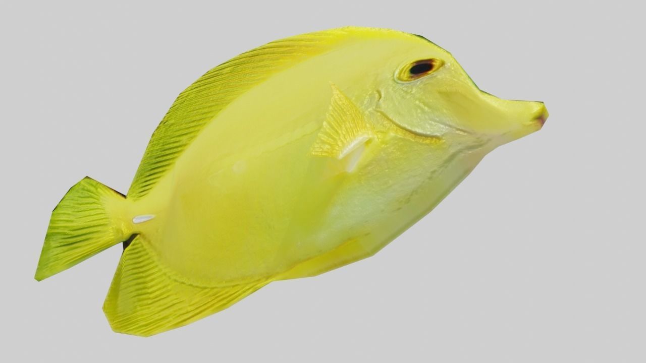 3D Fish model-Set of 5-Materials included Low-poly 3D model_6