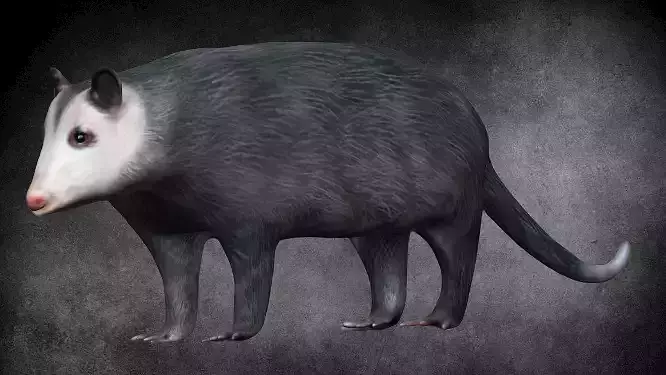 Possum opposum Low-poly 3D model