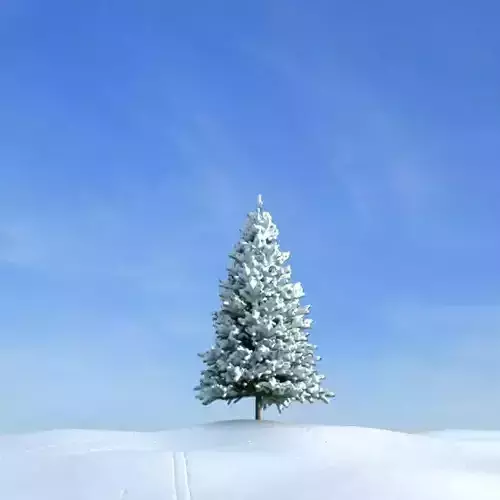 Fir Tree With Snow