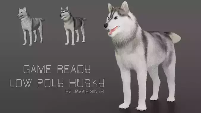Husky Dog