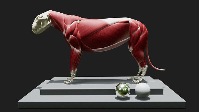 Lion Anatomy  3D model