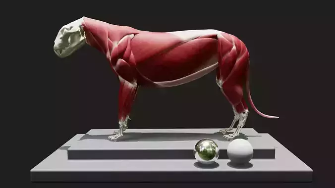 Lion Anatomy  3D model