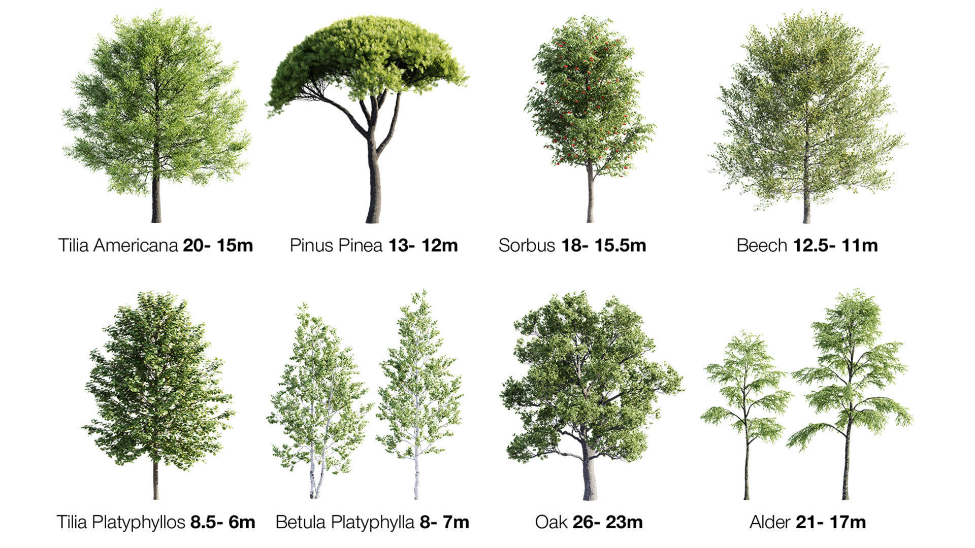 Trees And Bushes Collection 3D model_3