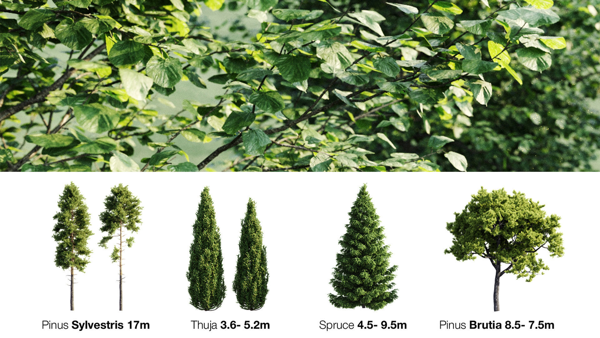 Trees And Bushes Collection 3D model_5