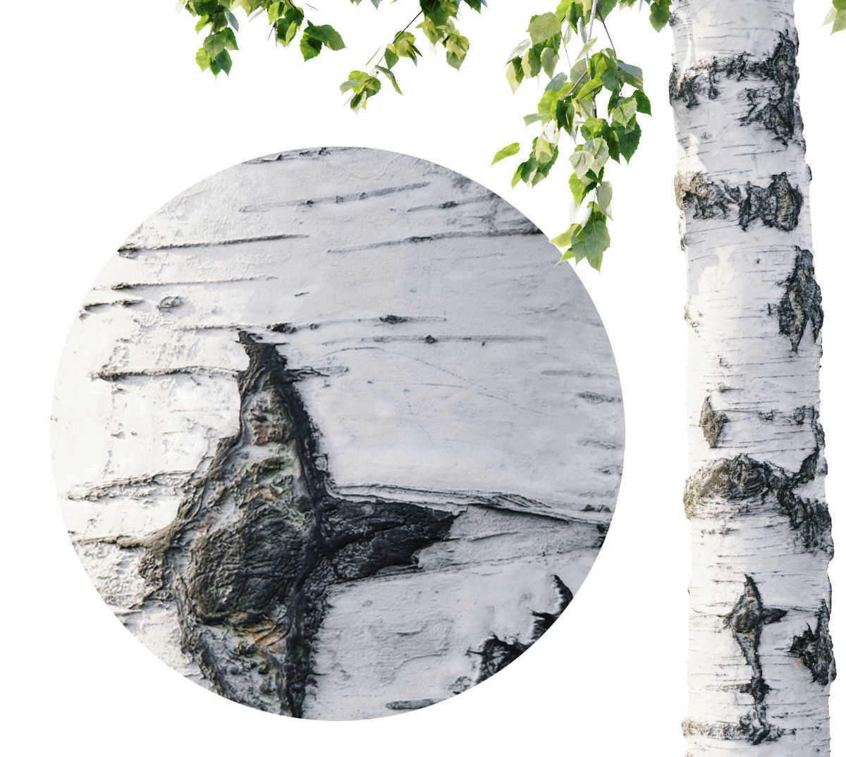 Trees And Bushes Collection 3D model_11