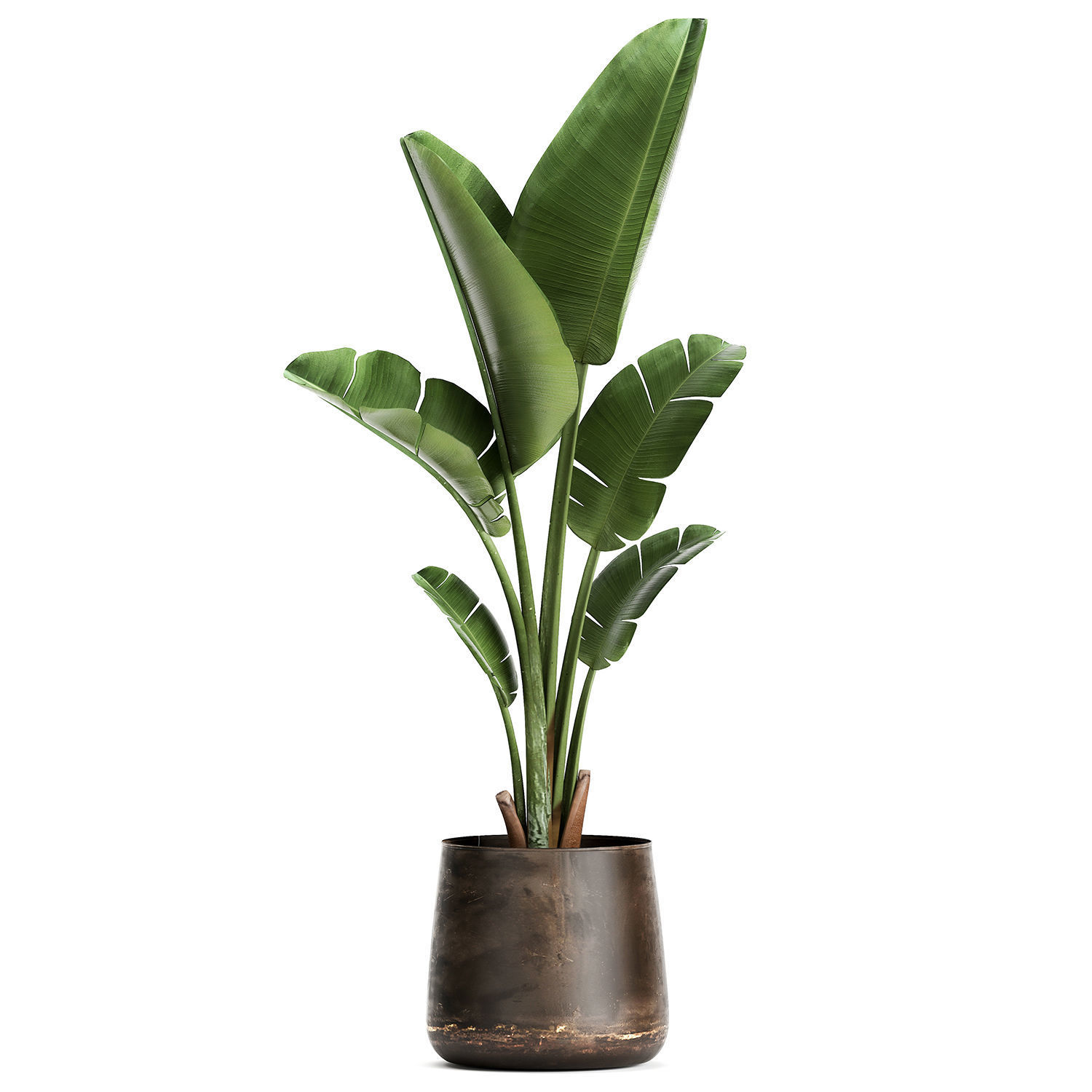 Banana palm in a rust pot for the interior 947 3D model_1