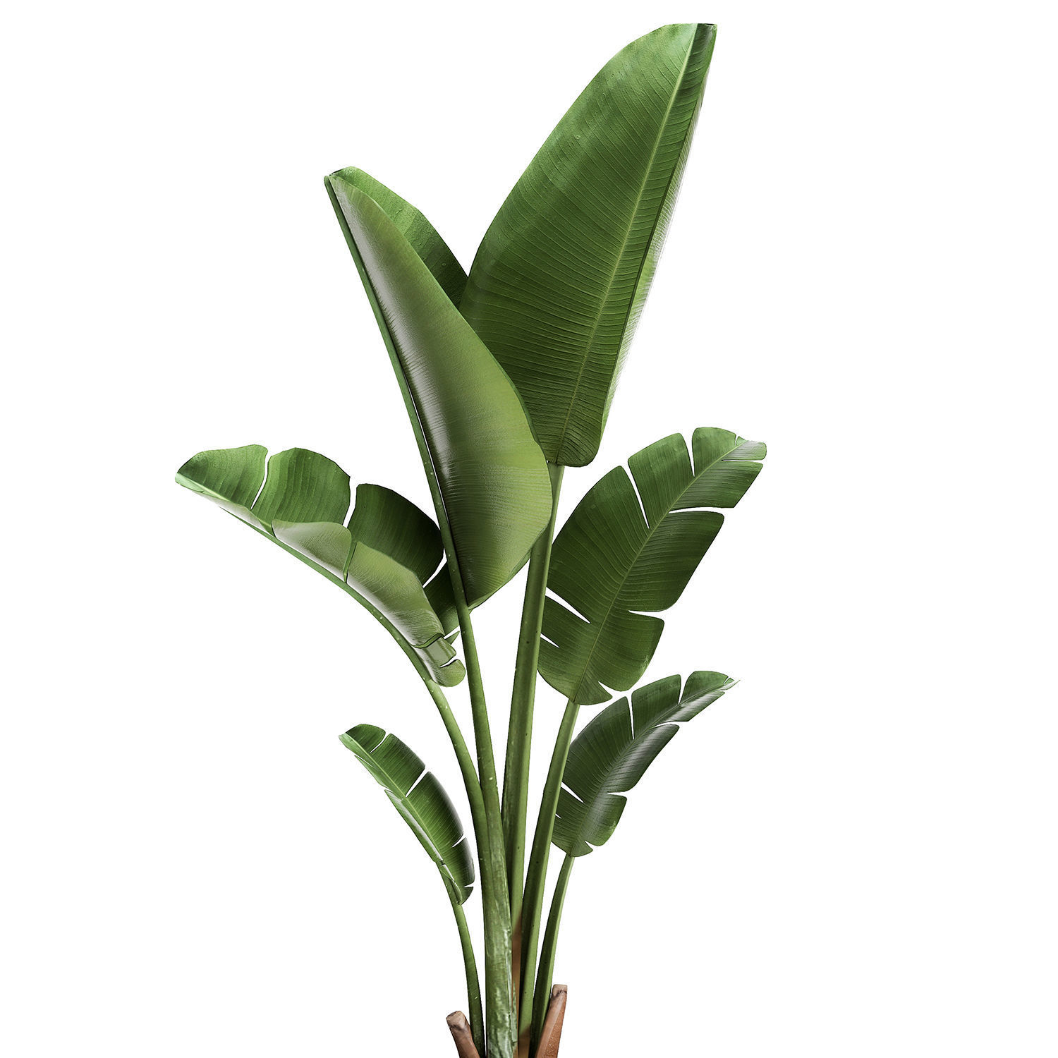 Banana palm in a rust pot for the interior 947 3D model_3
