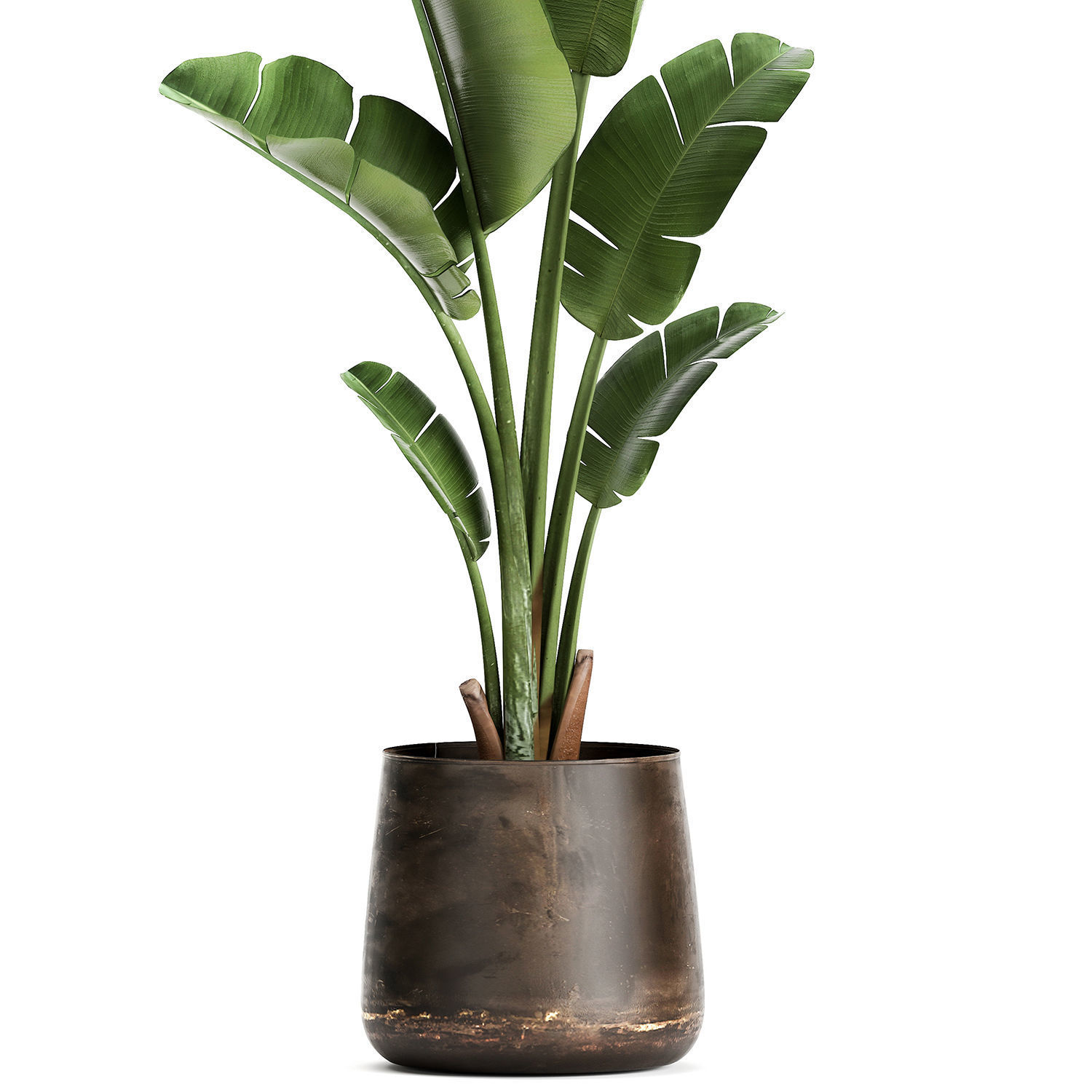 Banana palm in a rust pot for the interior 947 3D model_2