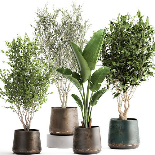 Houseplants in a flowerpot for the interior 949 3D model