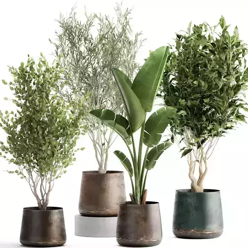 Houseplants in a flowerpot for the interior 949 3D model