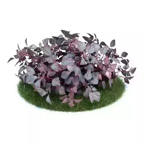 Purple Leaf Plant