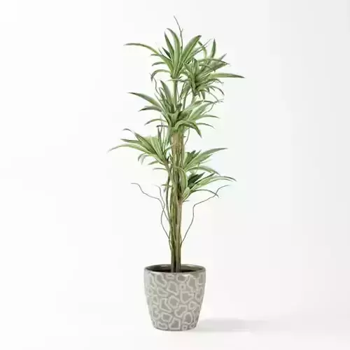 Green Plant In A Pot
