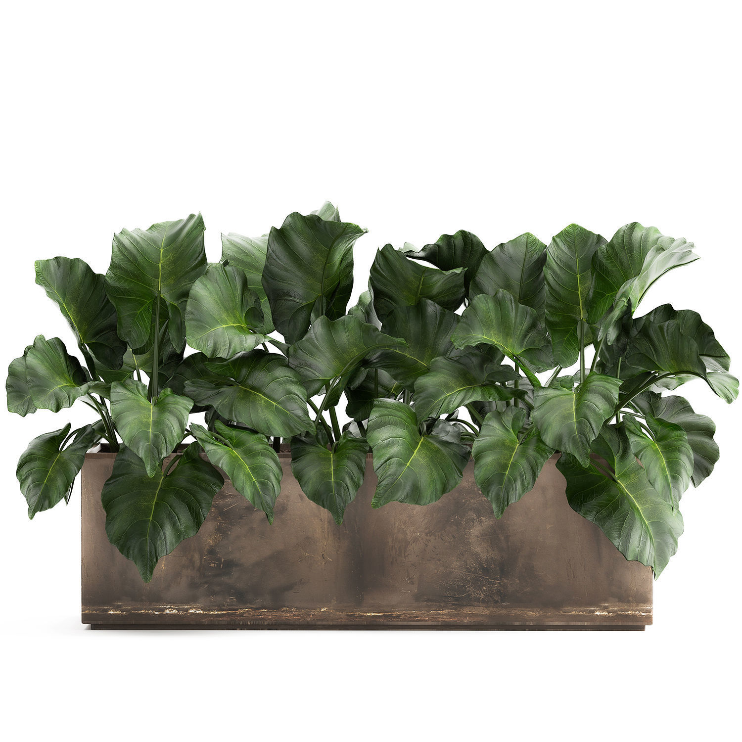 Alocasia in a pot for the interior 950 3D model_1